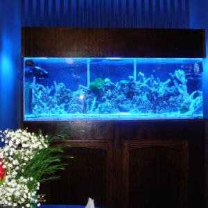 Fish and Tank