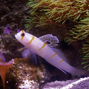 Randalls Goby