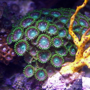 Green Zoas