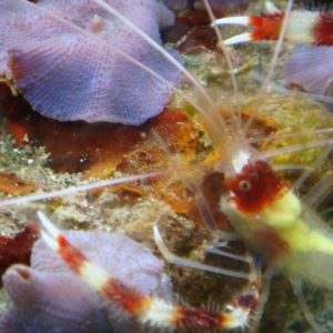 Coral Banded Shrimp