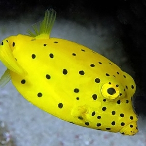 Ostracion cubicus (Yellow Boxfish)