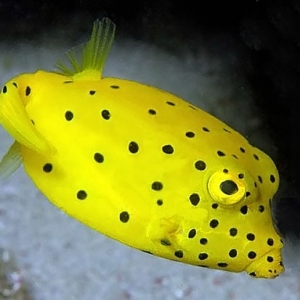 Ostracion cubicus (Yellow Boxfish)