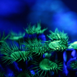 green_button_polyps