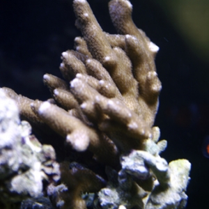 montipora_sized