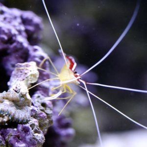 cleaner_shrimp