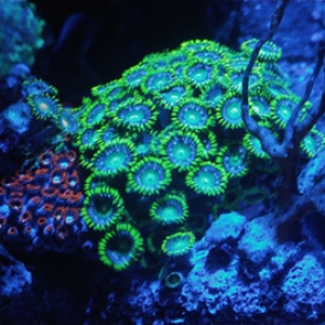 zoas under moonlight leds