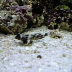 Scooter Blenny