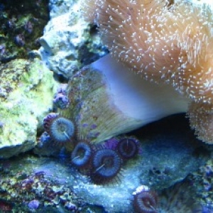 Polyps on Leather