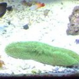 Green Tongue Plate Coral