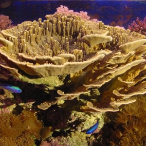 Montipora capricornus