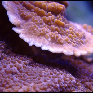 Montipora capricornis