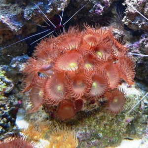 Green Button Polyps