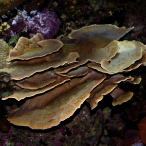 Montipora Capricornis