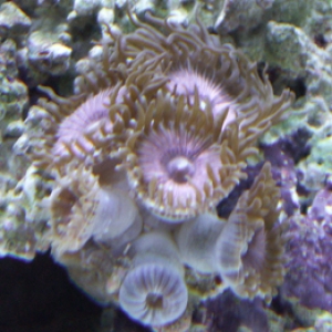 Pink Zoanthids