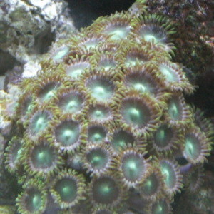 Green Zoanthids