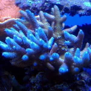 Picture_0081
