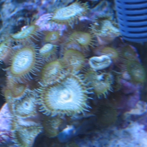 Green Snakeskin Zoas