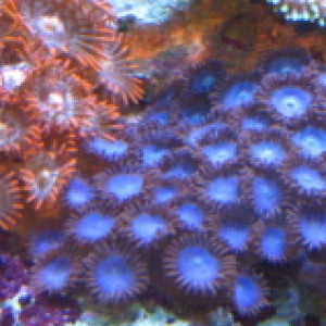 Blue zoas