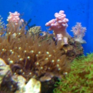 Pink Coral