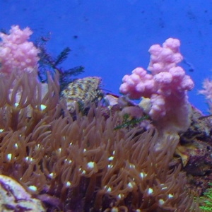 Pink Coral