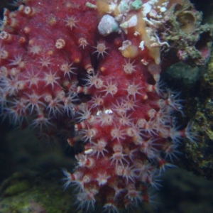 Chili Pepper Coral