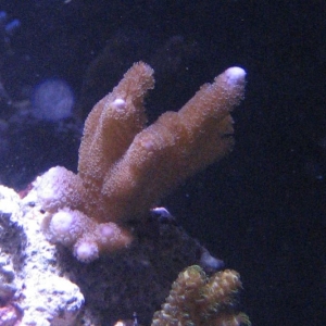 Montipora