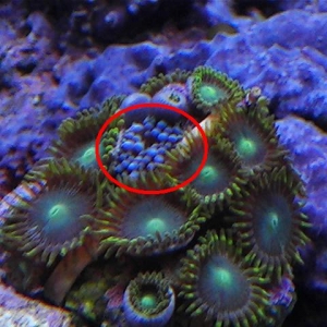 Zoa Hitchhiker