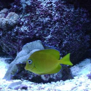 Atlantic Blue Tang