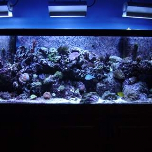 125 g mixed reef