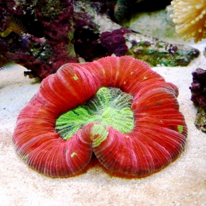 "Recovered" brain coral!