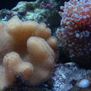 Yellow Fiji Leather and Bicolored Frogspawn