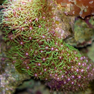 star polyps