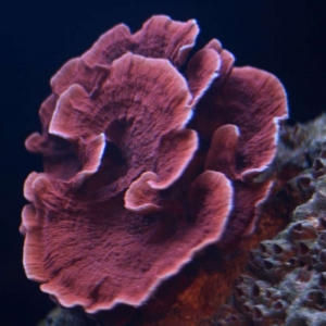 New Montipora