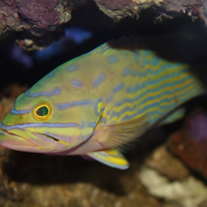 Polleni Grouper