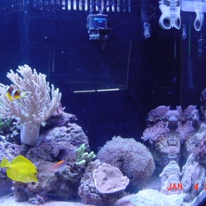 My new Reef Tank. 135 gal flatback hex