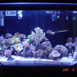 My new Reef Tank. 135 gal flatback hex