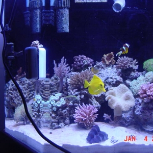 My new Reef Tank. 135 gal flatback hex