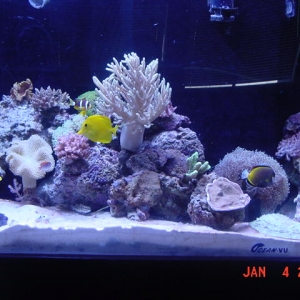 My new Reef Tank. 135 gal flatback hex