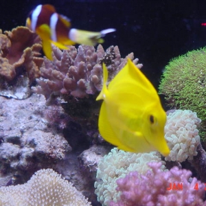 my new 135 gal flatback hex