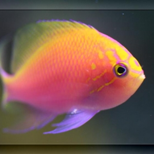 sunburst anthias