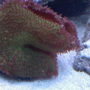 coral1