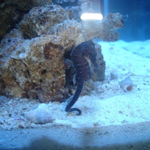 Seahorse