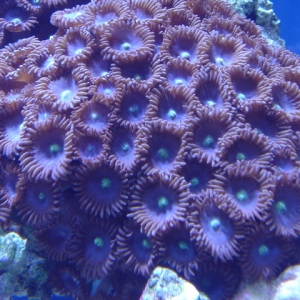 Purple Zoanthid