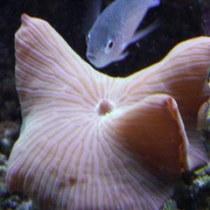 Striped Mushroom and Chromis