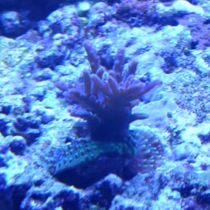 My SPS