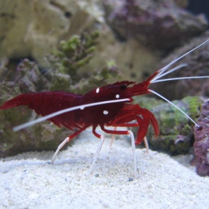 fire shrimp