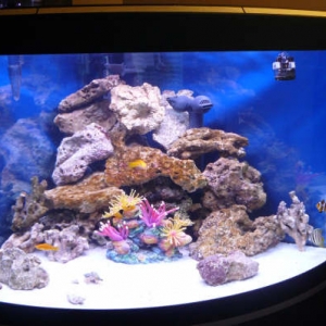 Our aquarium