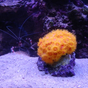 Aquarium_photos_001