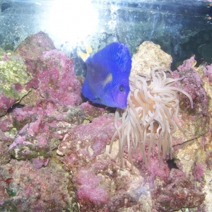 My new purple tang