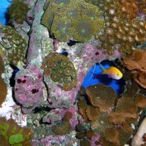 Anthias Zoanthid Mushy Heaven